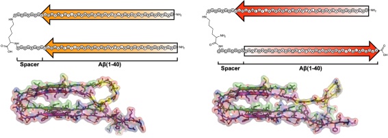 아밀로이드베타 이형체 구조. 평행성 이형체(a,c), 역평행성 이형체(b,d)