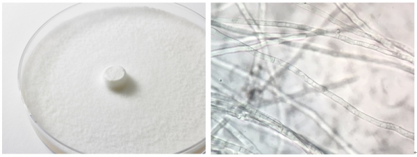 퓨젠바이오 ‘세리포리아 락세라타’