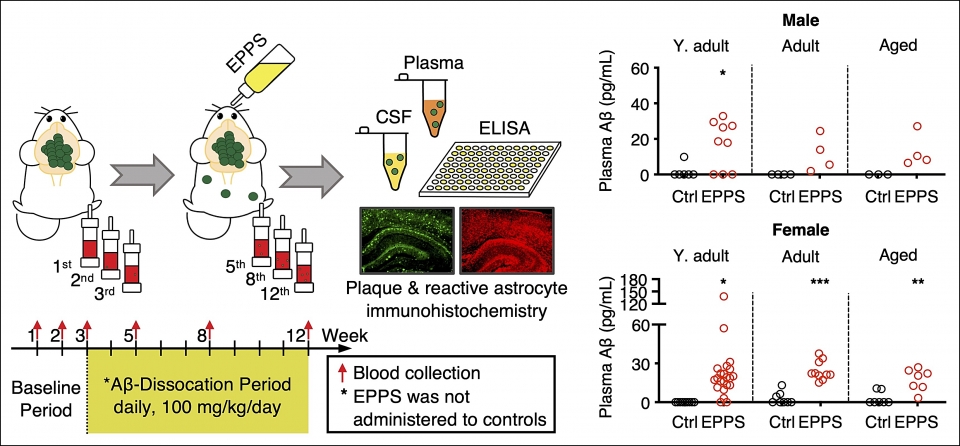 ▲연구 개발 전략 및 흐름도. 알츠하이머병 형질전환 생쥐를 다양한 나이대와 성별로 준비해 아밀로이드 응집체 분해 약물 투과 전과 후에 채혈해, 뇌에서 플라크/성상교세포가 감소하는 치료 효과 및 혈액에서 고농도의 아밀로이드가 검출되는 진단결과를 동시에 얻었다.