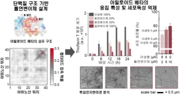 구조 기반으로 설계된 변이체를 이용한 아밀로이드 베타(1-42)의 응집 병원성 응집체 형성 억제 및 세포 독성 완화