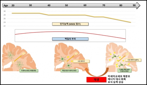 [그림] 백질 노화에 대한 가설 (노화된 뇌에서 신경 보호와 신경 생성 잠재력을 가지고 있는 백질 연관 미세아교세포를 재생시킨다면 뇌 노화를 역전 시킬 수 있다.)