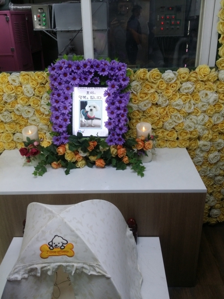 마치 가족과 같은 반려동물이 사망하면 슬픔, 상실감, 괴로움 등을 겪게 되는데 이를 '펫로스 증후군'이라 한다.