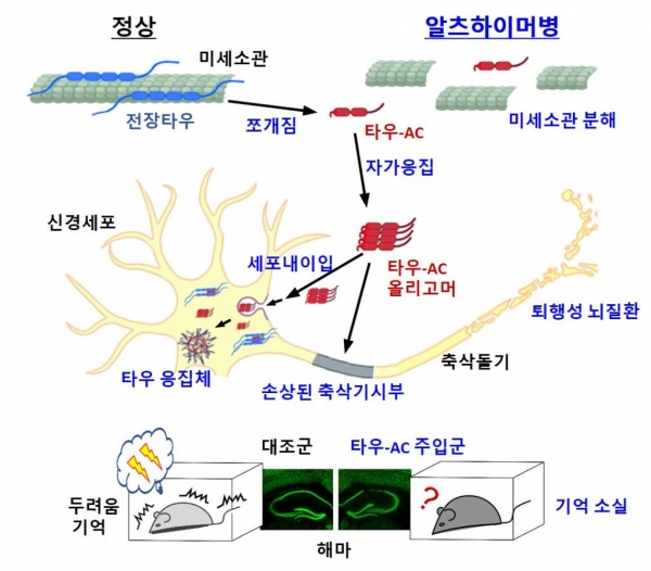 타우 절단으로부터 시작되는 알츠하이머성 치매의 발병 모델