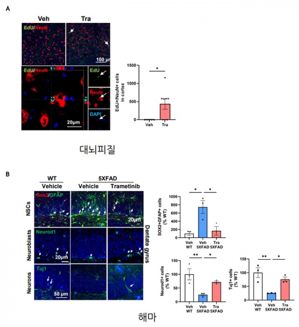 알츠하이머병 모델 마우스의 대뇌피질(A) 및 해마 (B)에서 Trametinib (SNR1611)에 의해 신경세포 신생이 증가 / 지뉴브
