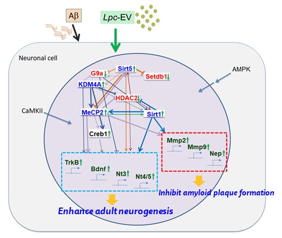 알츠하이머 치매에 대한 락토바실러스 EV의 작용기전 / 안전성평가연구소 제공