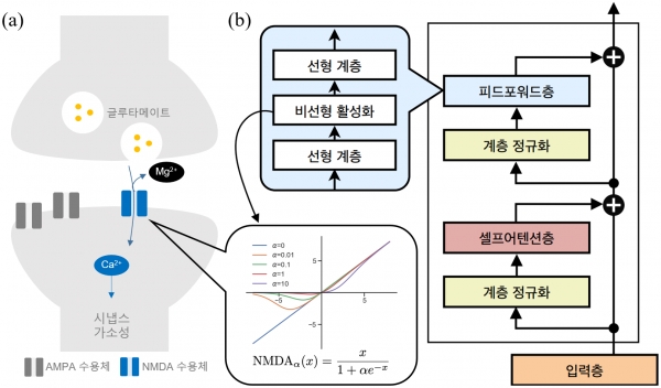 트랜스포머 모델에서 뇌 NMDA 수용체의 비선형성 활용 / IBS 제공