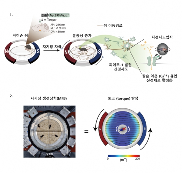 나노-자기유전학 이용 DBS의 파킨슨병 운동 장애 치료 효과 / IBS 제공