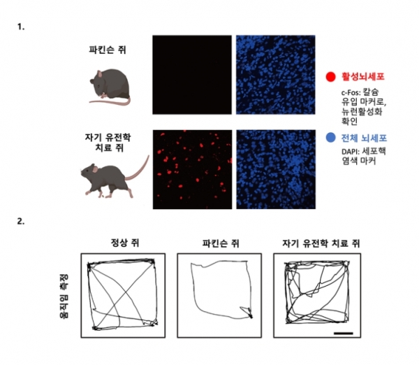 나노-자기유전학을 이용 DBS의 파킨슨병 운동 장애 치료 효과 / IBS 제공