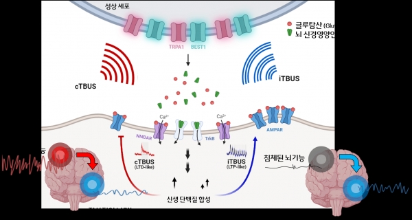 초음파 자극에 의한 신경조절 기전 / IBS