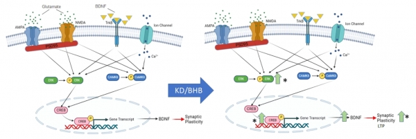 A biochemical model of pathways supporting Synaptic Plasticity