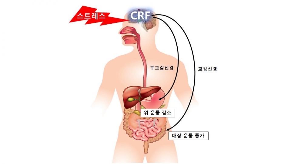 스트레스가 위와 대장 운동에 미치는 영향과 증상 / 김용성