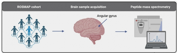 nterrogation of the human cortical peptidome uncovers cell-type specific signatures of cognitive resilience against Alzheimer’s disease