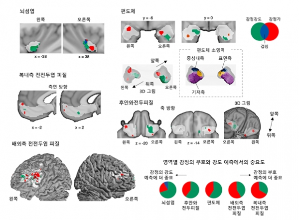 통증과 쾌락의 감정 정보 예측에 중요한 뇌 영역들 / IBS
