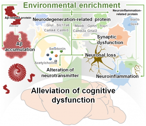 Investigating the impact of environmental enrichment on proteome and neurotransmitter-related profiles in an animal model of Alzheimer's disease
