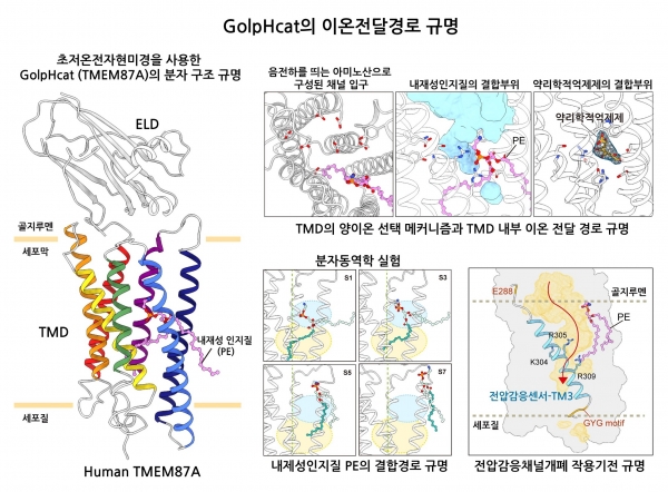 GolpHCat의 분자구조연구에 대한 모식도 / IBS