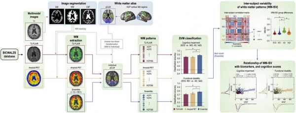 Assessing cognitive impairment and disability in older adult through the lens of whole brain white matter patterns