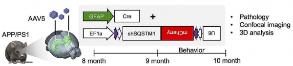 Astrocytic autophagy plasticity modulates Aβ clearance and cognitive function in Alzheimer’s disease