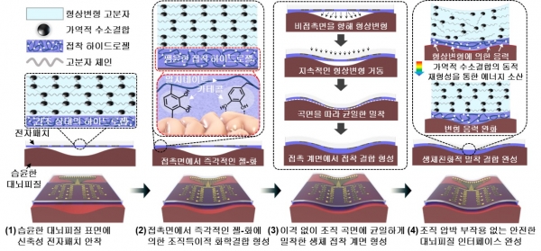 신축성 전자패치의 형상변형 및 대뇌피질접착 원리 / IBS