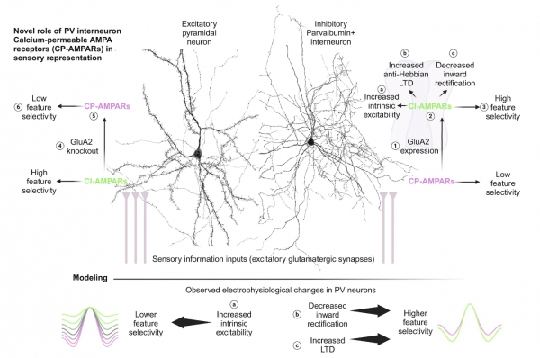 Calcium-permeable AMPA receptors govern PV neuron feature selectivity