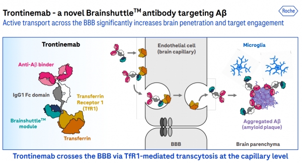 출처 : CTAD 로슈 발표 자료