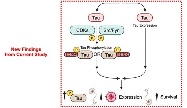Anti-herpetic tau preserves neurons via the cGAS-STING-TBK1 pathway in Alzheimer’s disease(2025)