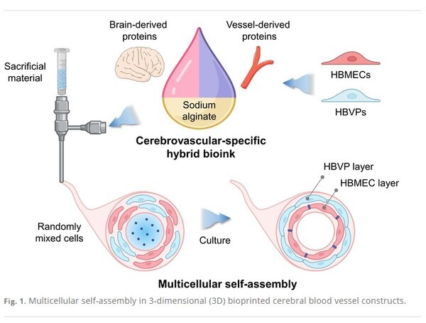 Cerebrovascular-Specific Extracellular Matrix Bioink Promotes Blood–Brain Barrier Properties (2024, vol. 28)