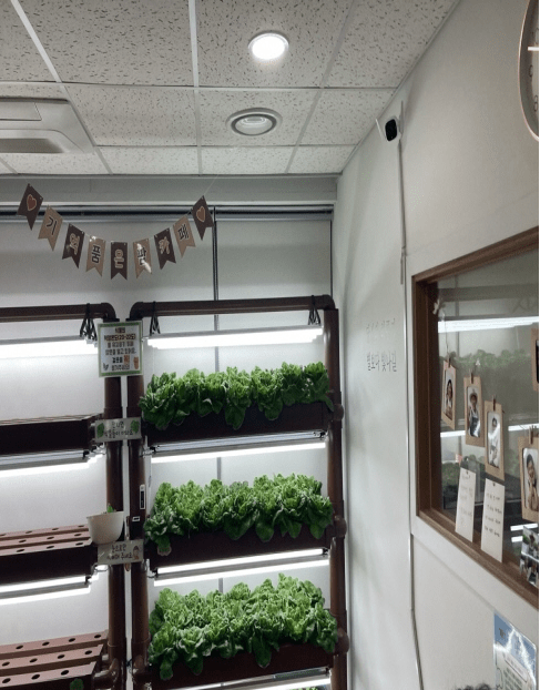 팜카페에서 기르는 작물 / 성북구청 공식 블로그 © 박수영 소셜미디어 서포터스