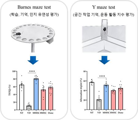 MMSC 이식을 통해 혈관성 치매 모델에서 인지기능 및 행동 장애 개선 효과를 검증 - Barnes maze 및 Y-maze 행동 분석 결과, MMSC 처리군에서 각각 기존 치료제인 도네페질 처리군 대비 33.0% 및 16.0% 상향, BMSC 처리군 대비 60.0% 및 25.0% 등 우수한 약리적 효과가 확인됐다(NT; 정상군, VD; 혈관성 치매 질환 모델군, MMSC; MMSC 줄기세포 처리군, BMSC; 골수줄기세포 처리군, Done: 도네피질 치료제 처리군). / 제주대학교