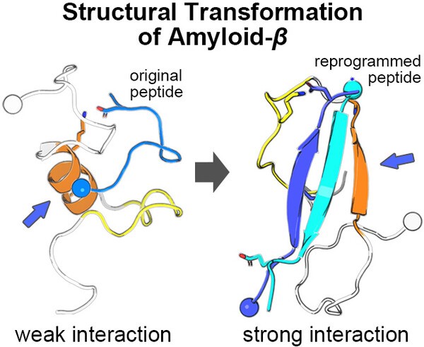 Antiparallel β-Sheet as a Key Motif of Amyloid-β Inhibitor Designed via Topological Peptide Reprogramming(2025)