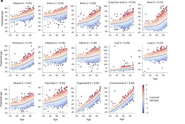 GNPC 연구팀이 제시한 단백체 기반 장기별 생물학적 나이 예측 모델. 신경퇴행성 질환 환자 및 대조군의 혈액·CSF 단백질을 분석해 장기별 예측 나이와 실제 나이 간의 차이를 시각화했다. 붉은색은 예측 나이가 실제보다 높은 경우, 푸른색은 낮은 경우를 의미한다. / Imam F, et al. Nature Medicine. 2025; doi:10.1038/s41591-025-03834-0. Figure 2a. © 2025 Springer Nature. Reprinted with permission.