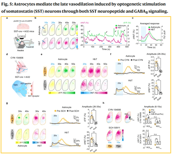 SST 신경세포 자극에 의한 지연성 혈류 확장 메커니즘: SST 신경세포를 자극하면 성상세포의 칼슘 신호가 증가하고, 이는 혈류량(HbT)의 지연성 확장으로 이어진다. SST 수용체(CYN 154806) 또는 GABA_B 수용체(SCH 50911)를 차단하면 성상세포 활성과 혈류 확장이 억제되어, 두 신호경로가 모두 지연성 혈류 반응에 관여함을 보여준다. / IBS