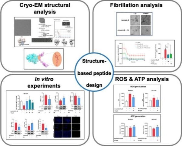 아밀로이드 베타–트랜스타이레틴 복합체의 Cryo-EM 구조 분석을 바탕으로 설계한 저분자 펩타이드의 효과를 검증한 개념도. Aβ 응집 억제(Fibrillation Analysis), 신경세포 보호(In Vitro Experiments), 활성산소종 감소와 ATP 생성 개선(ROS & ATP Analysis) 결과를 보여준다 / 부산대