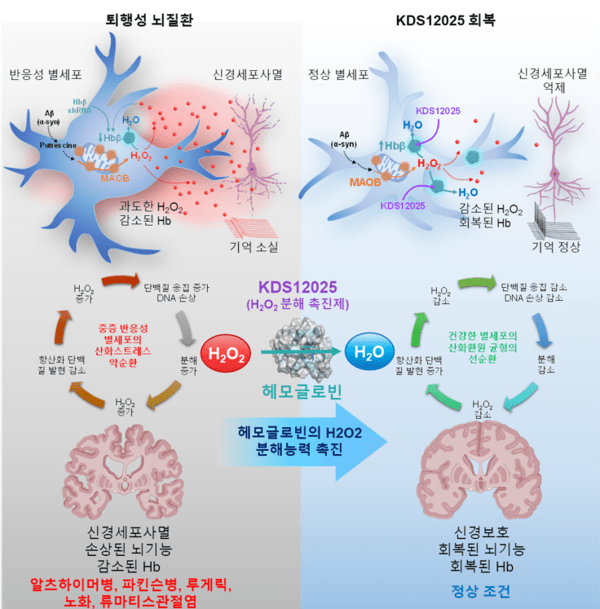 퇴행성 뇌질환에서의 성상교세포-헤모글로빈-과산화수소 악순환과 KDS12025의 작용 기전 - 알츠하이머병과 파킨슨병 등에서 독성 단백질이 성상교세포를 자극해 과산화수소가 과도하게 생성되면, 신경세포 손상과 뇌 기능 저하가 가속화된다. 동시에 성상교세포 내 헤모글로빈 발현이 감소해 항산화 방어력이 약화되는 악순환이 일어난다. KDS12025는 헤모글로빈의 과산화수소 분해 기능을 증폭시켜 이 악순환을 차단하고, 성상교세포와 신경세포의 기능을 정상화한다. / IBS