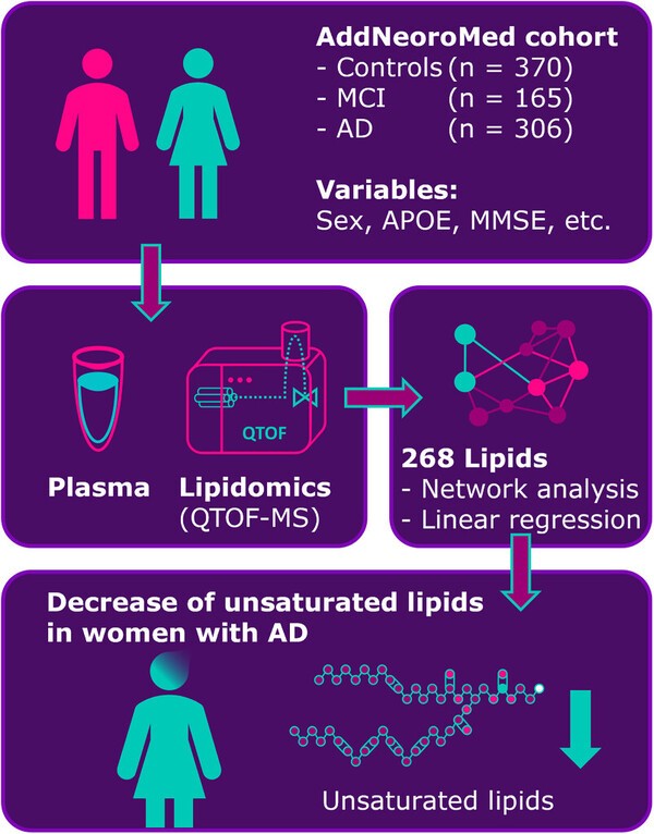 AD 환자, 경도인지장애 환자, 대조군을 포함한 841명의 혈액을 지질 오믹스 기법으로 분석해 268가지 지질을 확인한 결과, 여성 AD 환자에서 고도 불포화지질이 뚜렷하게 줄어든 것으로 나타났다. / Wretlind A. et al., Alzheimer’s & Dementia, 2025, https://doi.org/10.1002/alz.70512
