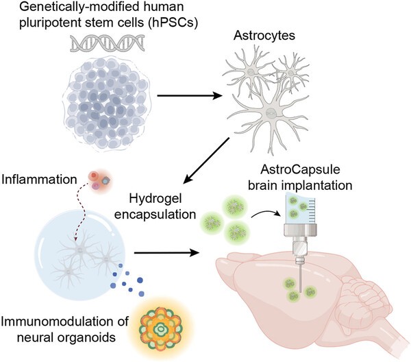 Delivery of cytokines via encapsulated human astrocytes for neural immunomodulation (Biomaterials, 2025)