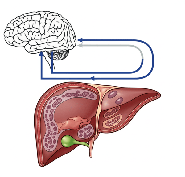 AI로 생성한 '간-뇌 축(Liver-Brain Axis)' 이미지